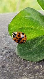 Close-up of ladybug on leaf