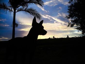 Silhouette of horse against sky during sunset