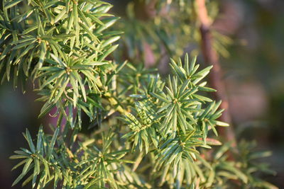 Close-up of fresh green plant