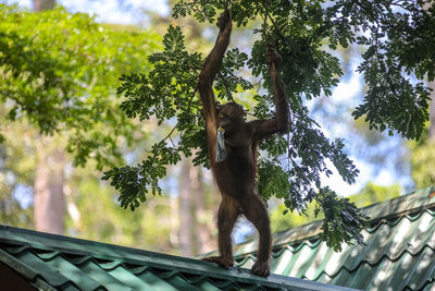 Low angle view of monkey on tree