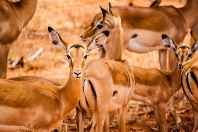 Gazelles on field at tsavo east national park