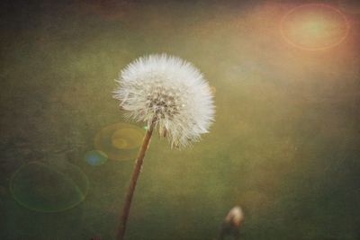 Close-up of dandelion against sky