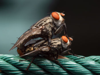 Close-up of fly