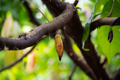 Close-up of plant growing on tree