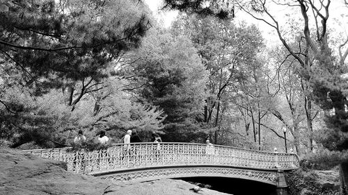 Footbridge over trees in forest