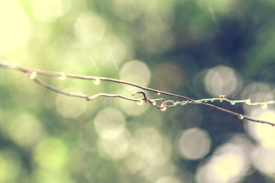 Close-up of wet plant