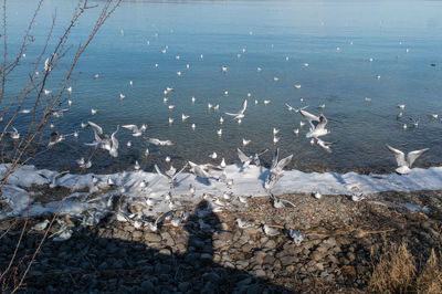 High angle view of seagulls flying over sea