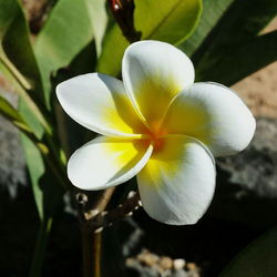 Close-up of white flower