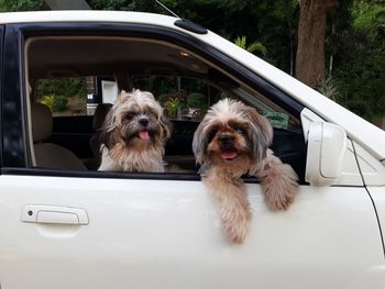 Portrait of dog sitting in car