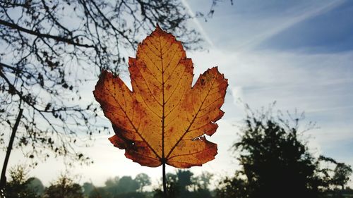 Low angle view of maple leaf against sky