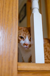 Portrait of ginger cat seen through railing