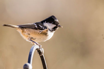 Close-up of bird perching on a plant