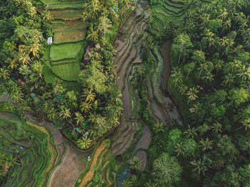 High angle view of trees in forest