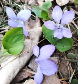 Close-up of purple flowers blooming outdoors