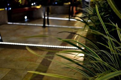 High angle view of illuminated plant at night