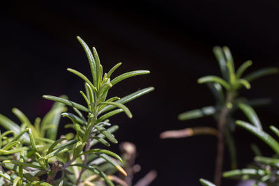 Close up of rosemary with spider web. black background.