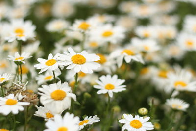 Close-up of white daisy flowers