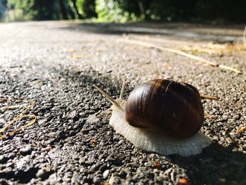 Close-up of snail on ground