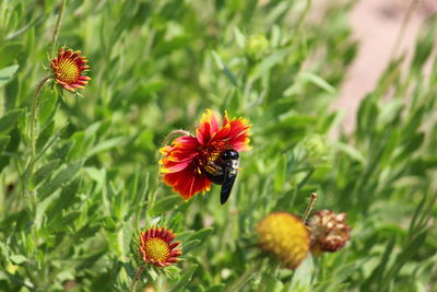 Close-up of honey bee on flowering plant