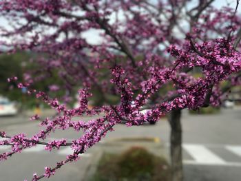 Close-up of pink flowers on tree