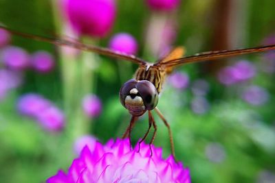 Close-up of insect on purple flower