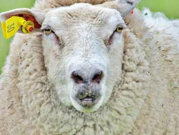 Close-up portrait of a sheep