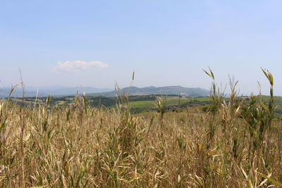 Plants growing on field against sky