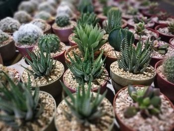 Close-up of cactus