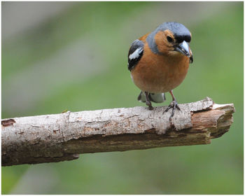 Close-up of bird perching on tree