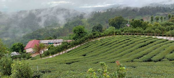 Scenic view of agricultural field