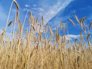 Low angle view of stalks in field against sky