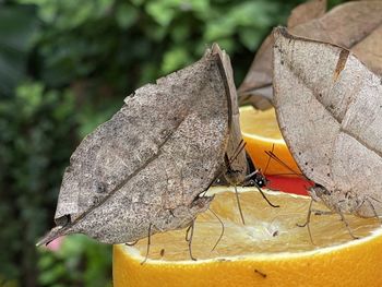 Close-up of insect on leaves