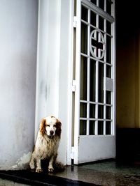 Portrait of dog sitting by window