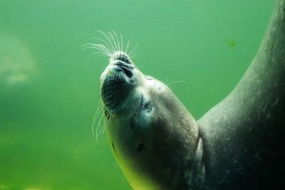 Close-up of sea underwater