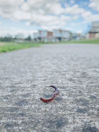 Close-up of crab on road