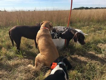 Rear view of dog on field