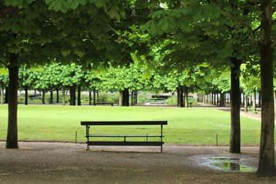 Trees in park