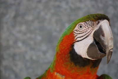 Close-up of parrot