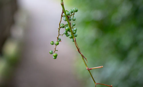 Close-up of berries growing on plant