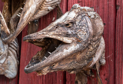 Frightening dried head of large pike with sharp teeth