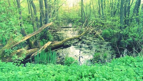 Trees in forest