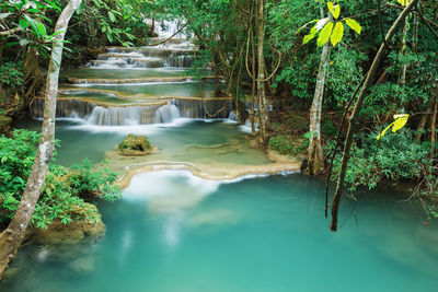 Scenic view of waterfall in forest