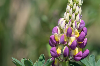 Close up of a purple and yellow lupin flower in bloom