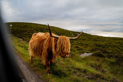 Highland cow standing on field against sky