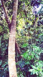 Close-up of tree in forest