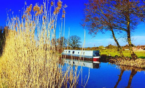 Reflection of trees in water against clear blue sky