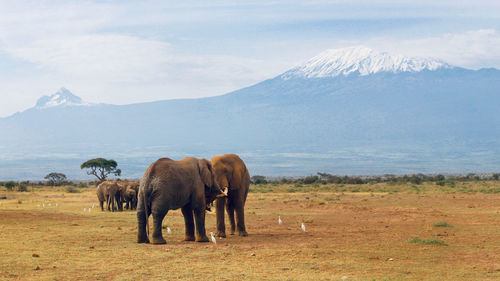 Two elephants fighting in the savannah