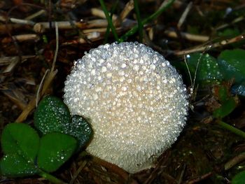 Close-up of wet mushroom growing on field