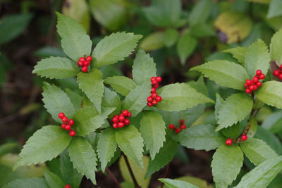 Close-up of red berries growing on plant