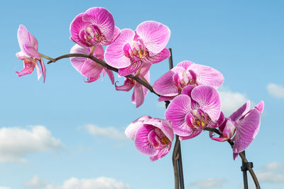 Low angle view of pink orchid against sky